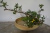 Ikebana