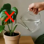 Come evitare che le foglie delle piante d’appartamento si macchino? Un errore di annaffiatura molto frequente