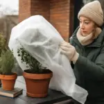 Come proteggere le piante da terrazzo in inverno? Strategie semplici per evitare perdite con il gelo
