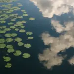 Cosa si alleva in acque stagnanti: guida agli abitanti dell’acqua ferma