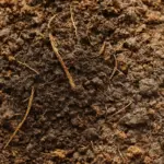 A cosa serve la torba nel terreno: guida completa per l’orto e il giardino
